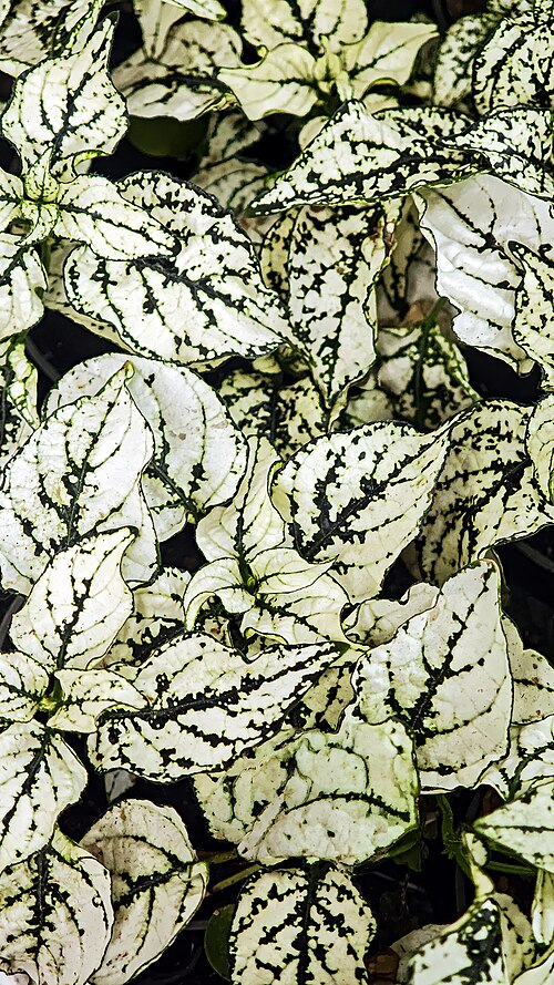 Polkadot-plant: PHypoestes phyllostachya - Foliage