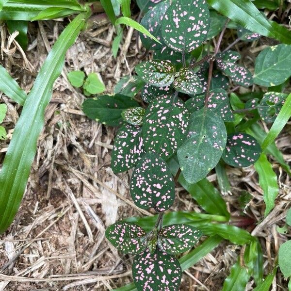 Polkadot-plant (Hypoestes phyllostachya)