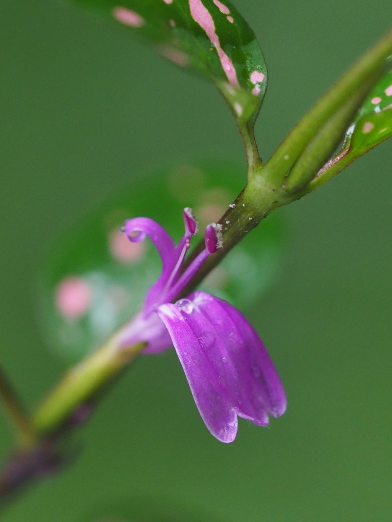 Polkadot-plant (Hypoestes phyllostachya)