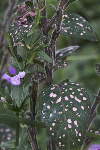 Polkadot-plant (Hypoestes phyllostachya)