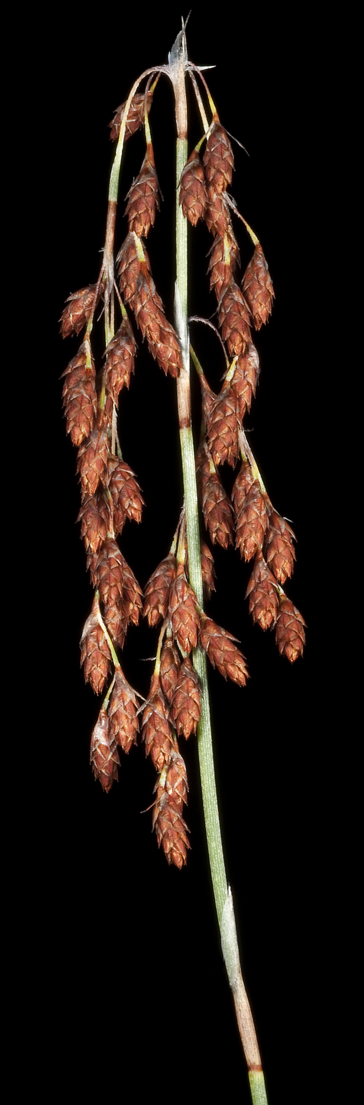 Hypolaena exsulca: KRT4636