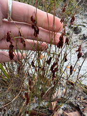 Hypolaena exsulca (Hypolaena exsulca)
