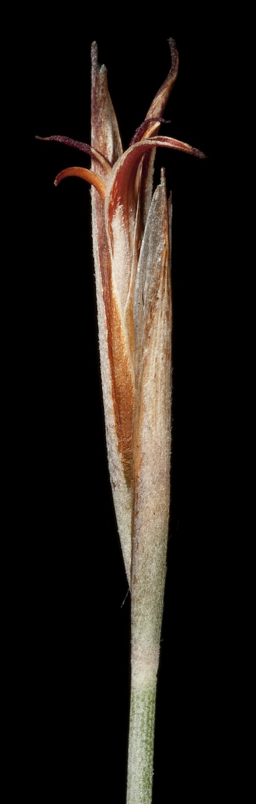 Hypolaena exsulca: KRT4637