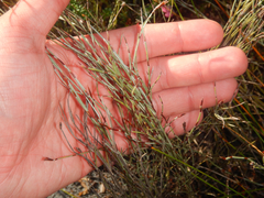 Hypolaena fastigiata (Hypolaena fastigiata)