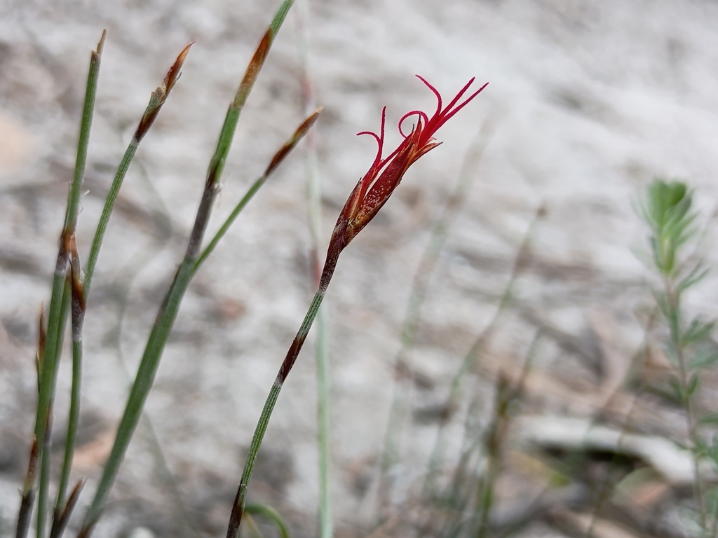 Hypolaena fastigiata (Hypolaena fastigiata)