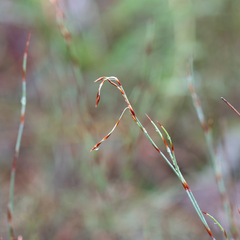 Hypolaena fastigiata (Hypolaena fastigiata)