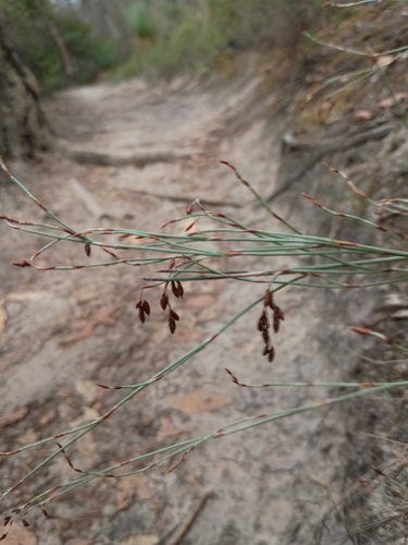 Hypolaena fastigiata (Hypolaena fastigiata)