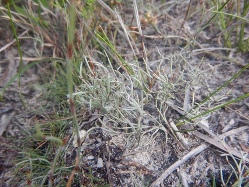 Hypolaena fastigiata (Hypolaena fastigiata)