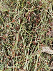 Hypolaena fastigiata (Hypolaena fastigiata)
