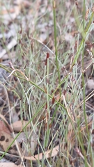Hypolaena fastigiata (Hypolaena fastigiata)