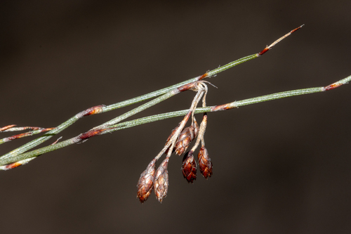 Hypolaena fastigiata (Hypolaena fastigiata)