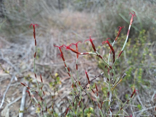 Hypolaena fastigiata (Hypolaena fastigiata)