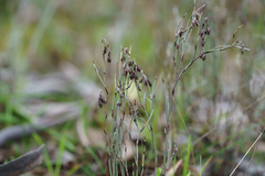 Hypolaena fastigiata (Hypolaena fastigiata)