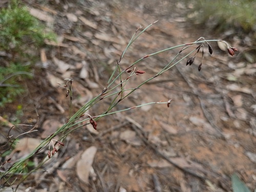 Hypolaena fastigiata (Hypolaena fastigiata)