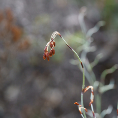 Hypolaena fastigiata (Hypolaena fastigiata)