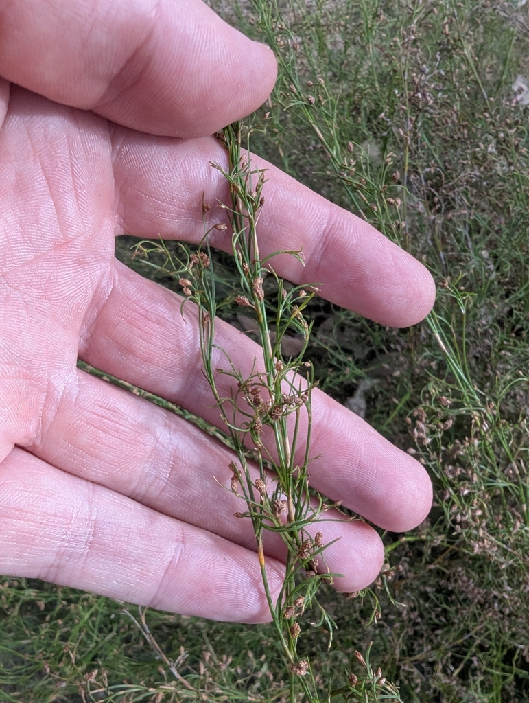Hypolaena pubescens (Hypolaena pubescens)