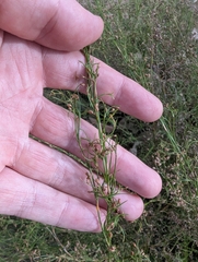 Hypolaena pubescens (Hypolaena pubescens)