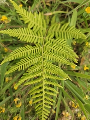 Hypolepis ambigua (Hypolepis ambigua)