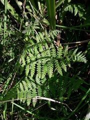 Hypolepis ambigua (Hypolepis ambigua)