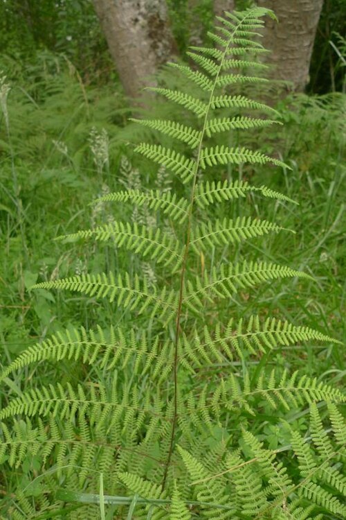 Hypolepis ambigua: Hypolepis ambigua frond