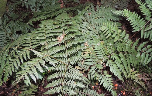 Hypolepis ambigua (Hypolepis ambigua)