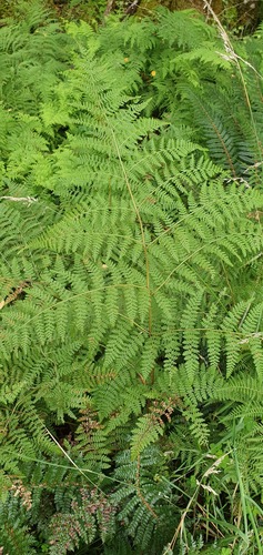 Hypolepis ambigua (Hypolepis ambigua)