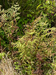 Hypolepis ambigua (Hypolepis ambigua)