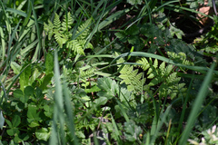 Hypolepis ambigua (Hypolepis ambigua)