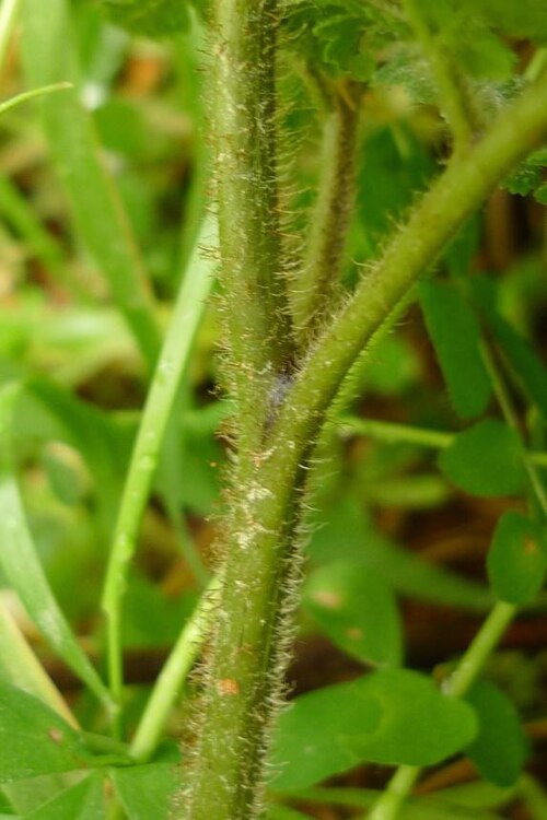 Hypolepis ambigua: Hypolepis ambigua hairs