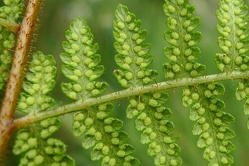 Hypolepis ambigua: Hypolepis ambigua spores