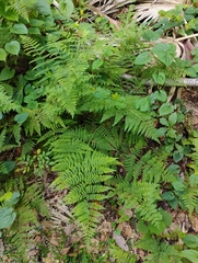 Hypolepis barringtonii (Hypolepis barringtonii)