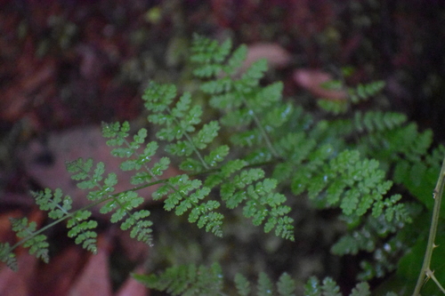 Hypolepis barringtonii (Hypolepis barringtonii)