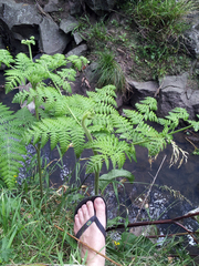 Hypolepis dicksonioides (Hypolepis dicksonioides)