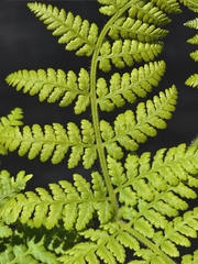 Hypolepis dicksonioides (Hypolepis dicksonioides)