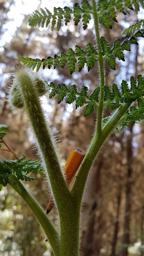 Hypolepis dicksonioides (Hypolepis dicksonioides)
