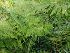 Hypolepis dicksonioides (Hypolepis dicksonioides)
