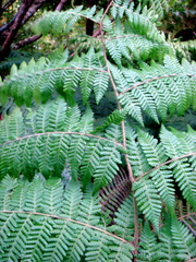 Hypolepis dicksonioides (Hypolepis dicksonioides)