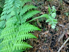 Hypolepis dicksonioides (Hypolepis dicksonioides)