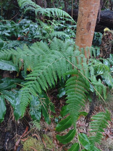 Hypolepis dicksonioides (Hypolepis dicksonioides)