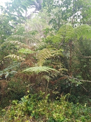 Hypolepis dicksonioides (Hypolepis dicksonioides)
