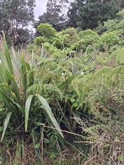 Hypolepis dicksonioides (Hypolepis dicksonioides)