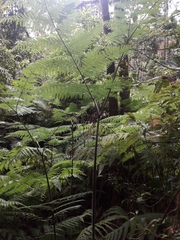 Hypolepis elegans (Hypolepis elegans)