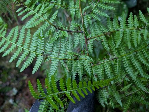 Dotted beadfern (Hypolepis hawaiiensis)