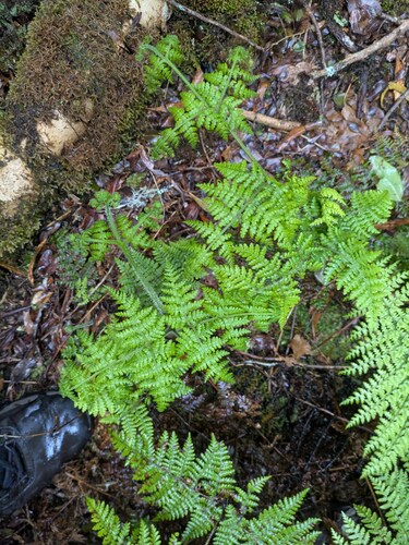 Dotted beadfern (Hypolepis hawaiiensis)