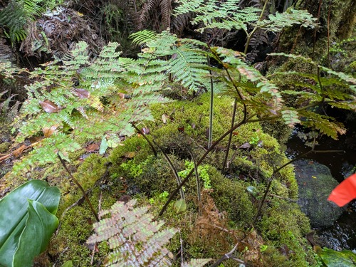 Dotted beadfern (Hypolepis hawaiiensis)