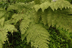 Hypolepis hostilis (Hypolepis hostilis)
