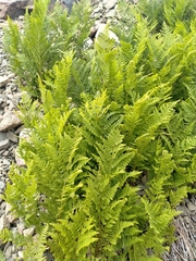 Hypolepis millefolium (Hypolepis millefolium)