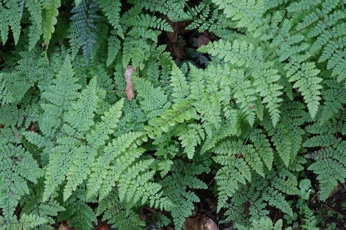 Hypolepis millefolium (Hypolepis millefolium)