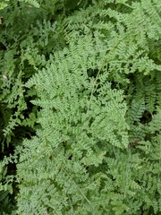 Hypolepis millefolium (Hypolepis millefolium)