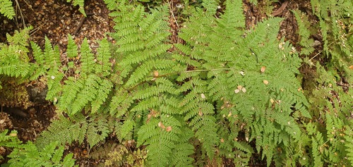 Hypolepis millefolium (Hypolepis millefolium)